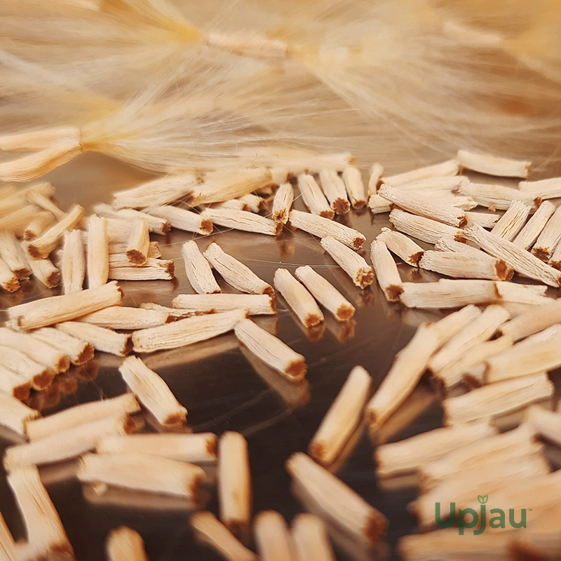 buy-adenium-seeds-online-india