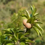 Buy chikoo plant online India healthy grafted sapota plant