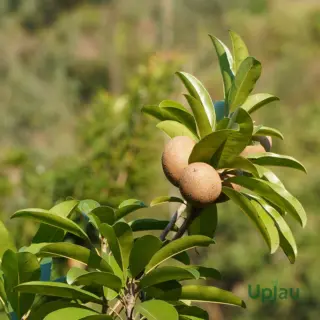 buy-chikoo-plant-online-india