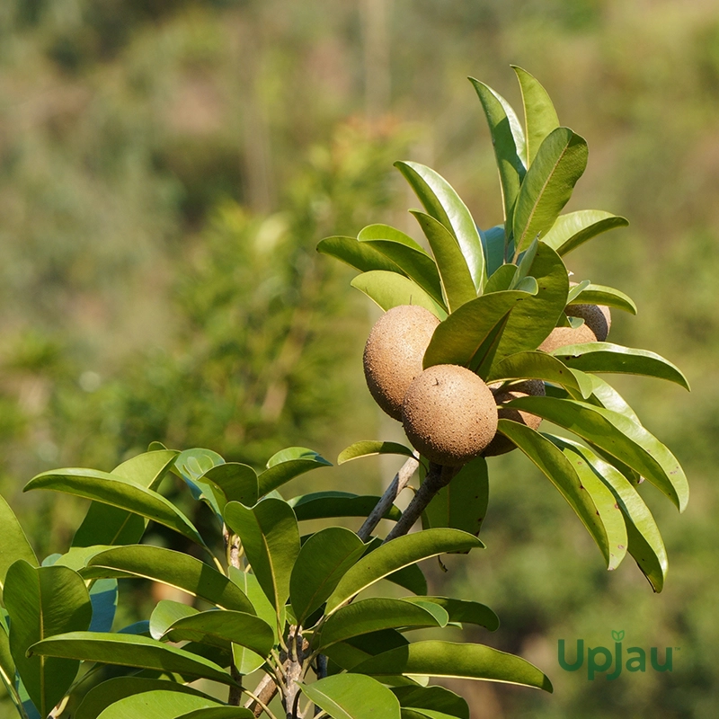 buy-chikoo-plant-online-india