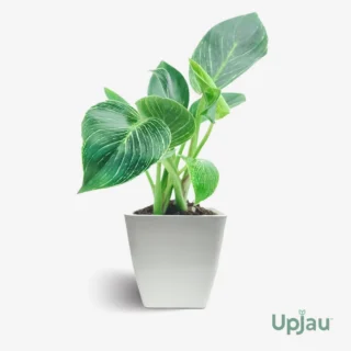 buy-philodendron-birkin-plant