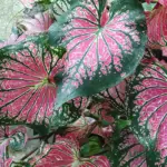 Pink Cloud Caladium Bulbs featuring vibrant pink and white foliage with soft cloud-like patterns