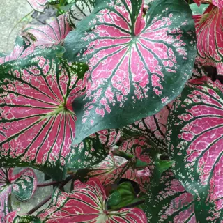 buy-pink-cloud-caladium-bulbs