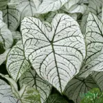 Buy Caladium Snow White Bulb also known as White Christmas Caladium with white foliage and green veins for pots and shade gardens in India