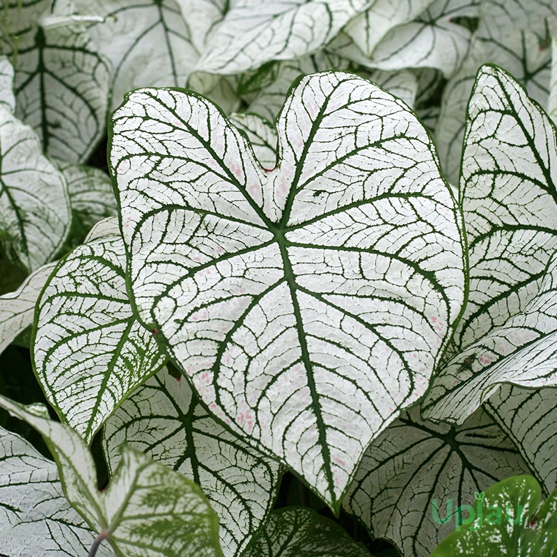 caladium-snow-white-bulb-white-christmas-caladium-online-india-upjau