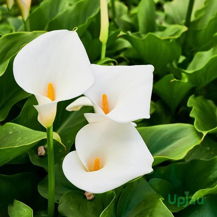 White Calla Lily