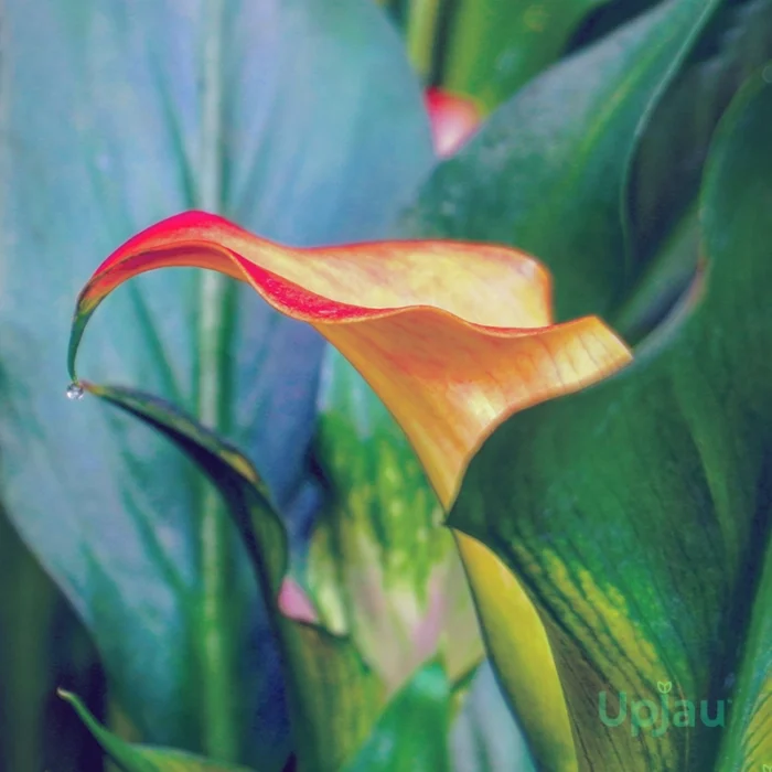 Yellow Calla Lily