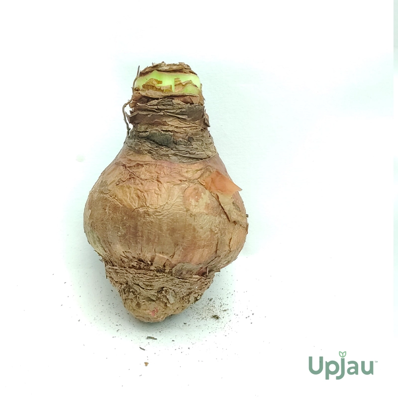 Double petal amaryllis bulbs mix colour ready for planting in India