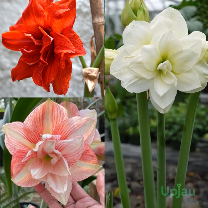double-petal-amaryllis-mix-colour-flowers-close-up
