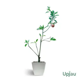 grafted-chikoo-plant-upjau
