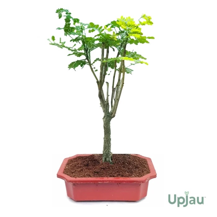 Red Gulmohar Bonsai Tree