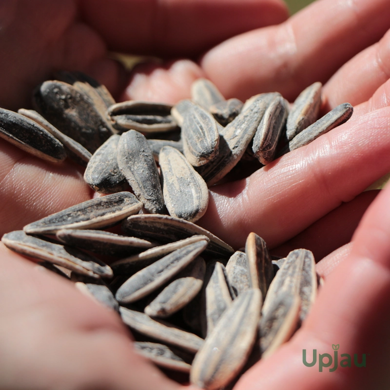 hybrid-sunflower-seeds -30-seeds