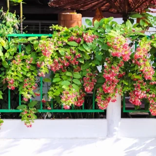 madhumalti-double-petal-rangoon-climber