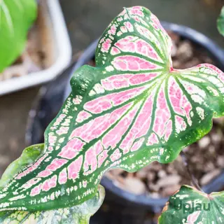 pink-caladium-bulbs-leaf-close-up