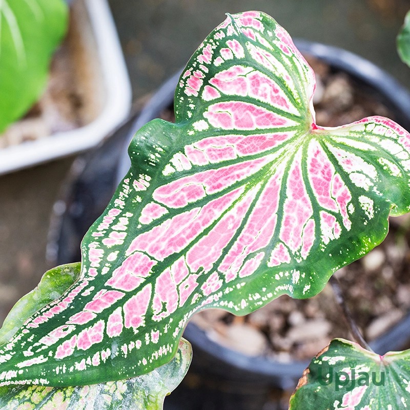pink-caladium-bulbs-leaf-close-up
