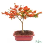 Red Gulmohar - Bonsai (6 year old)