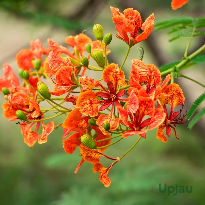 red gulmohar bonsai tree