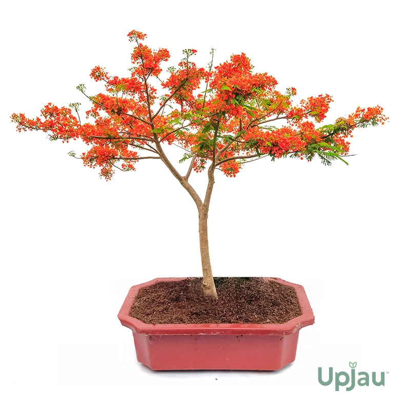 Shop Red Gulmohar Bonsai With Free Shipping Only At Upjau