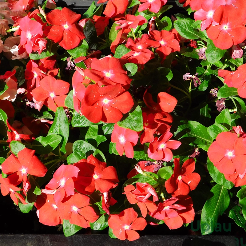 sadabahar-orange-flower