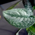 satin pothos silver variegated leaves indoor plant india
