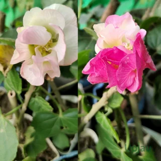 sthal-kamal-plant
