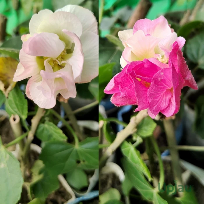 Land Lotus / Sthal Kamal / Cotton Rose Plant - Image 2