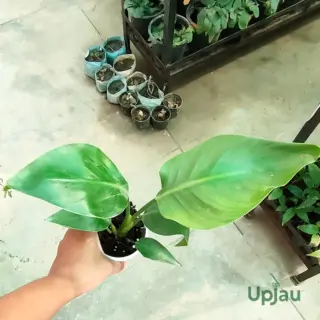 strelitzia-reginae-plant