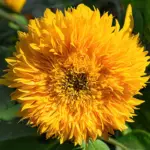 Sunflower Teddy Bear seeds for growing dwarf sunflower plants in pots and gardens