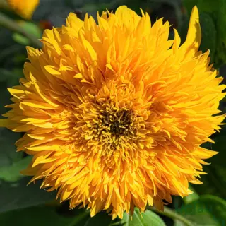 teddy-bear-sunflower-helianthus-annuus