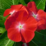 vinca Pacifica XP orange flowering plant in garden