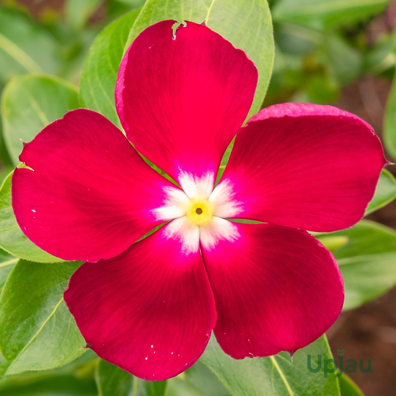 vinca-red-halo-flower