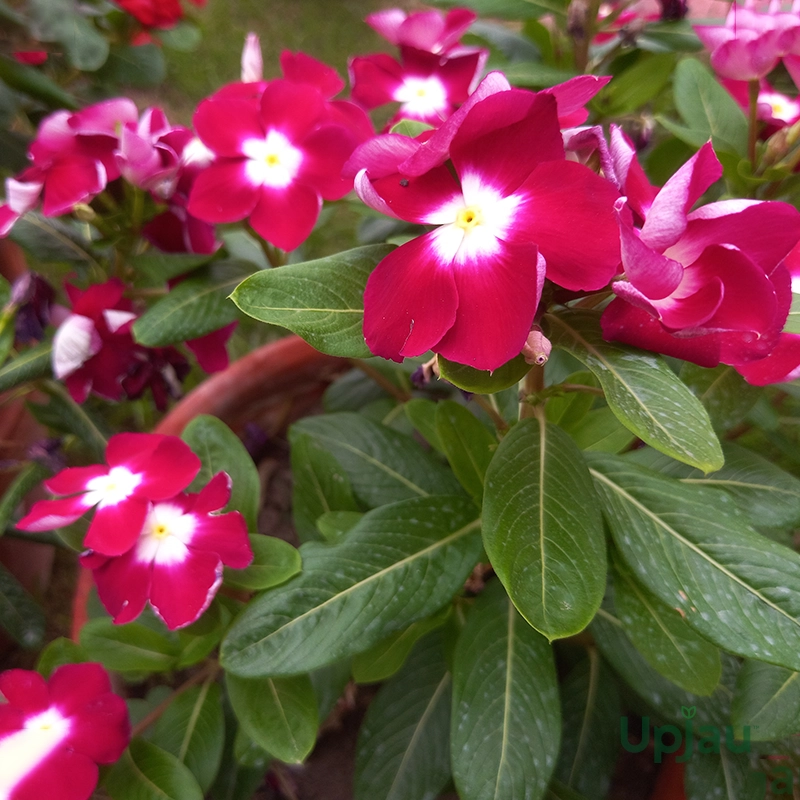 vinca-red-halo-garden-plant