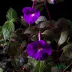 Achimenes Red Bulb - Purple