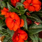 Achimenes Red Bulb - Red