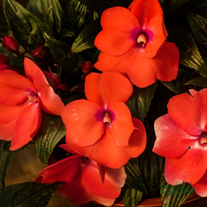 Achimenes Red Bulbs