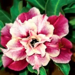 Triple Petal Cream and Maroon Adenium Plant