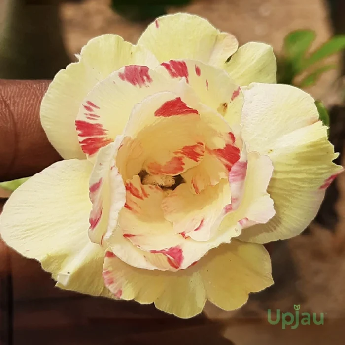 Double Petal Yellow Adenium Plant