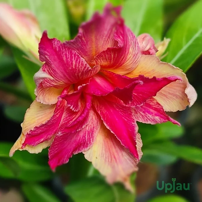 Triple Petal Maple Mix Adenium Plant