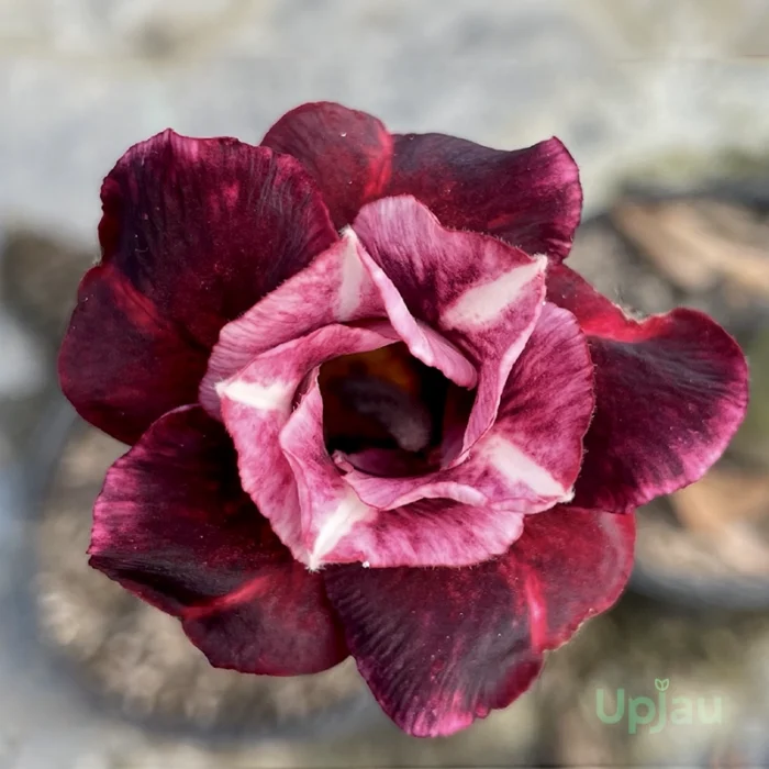 Triple Petal Wine Red Adenium Plant