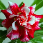 Adenium Smita (Triple Petal Hot Red)