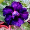 Triple Petal Violet Purple Adenium Plant