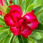Triple Petal Red and White Adenium Plant