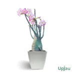 adenium arabicum desert rose