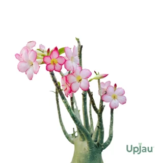 AD-PL-URA-00_02