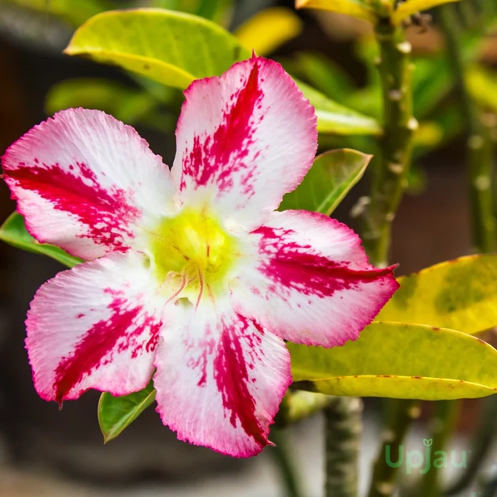 Single Petal Red and White Adenium Plant