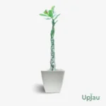 Adenium Desert Rose Plant