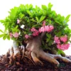 adenium arabicum seeds