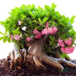 adenium arabicum seeds