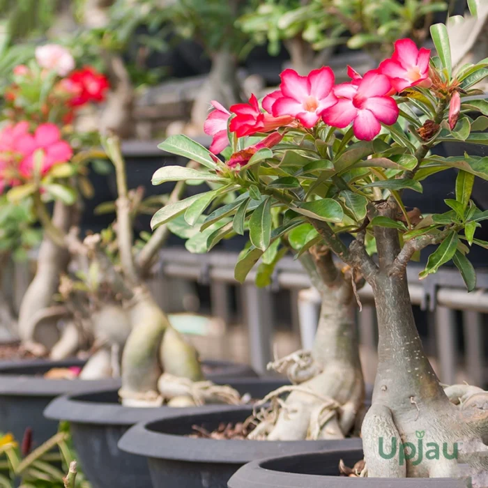 Adenium Obesum Seeds