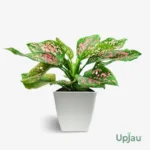Aglaonema Dalmatian Plant